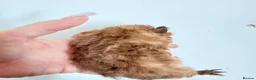 Mixed Breed rodents for sale: Male baby guinea pigs available  - Advert 10