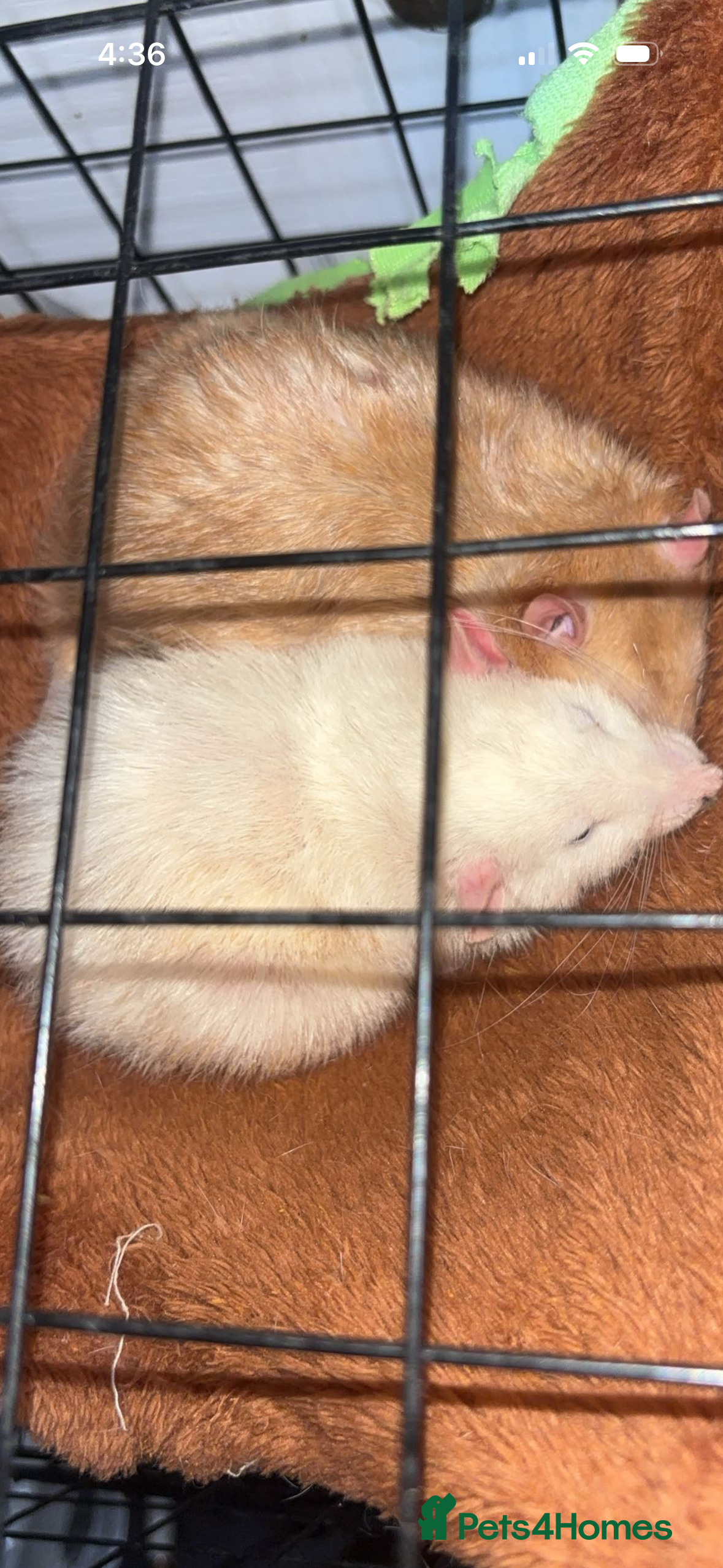 Rat rodents young male rat for free - Advert 1