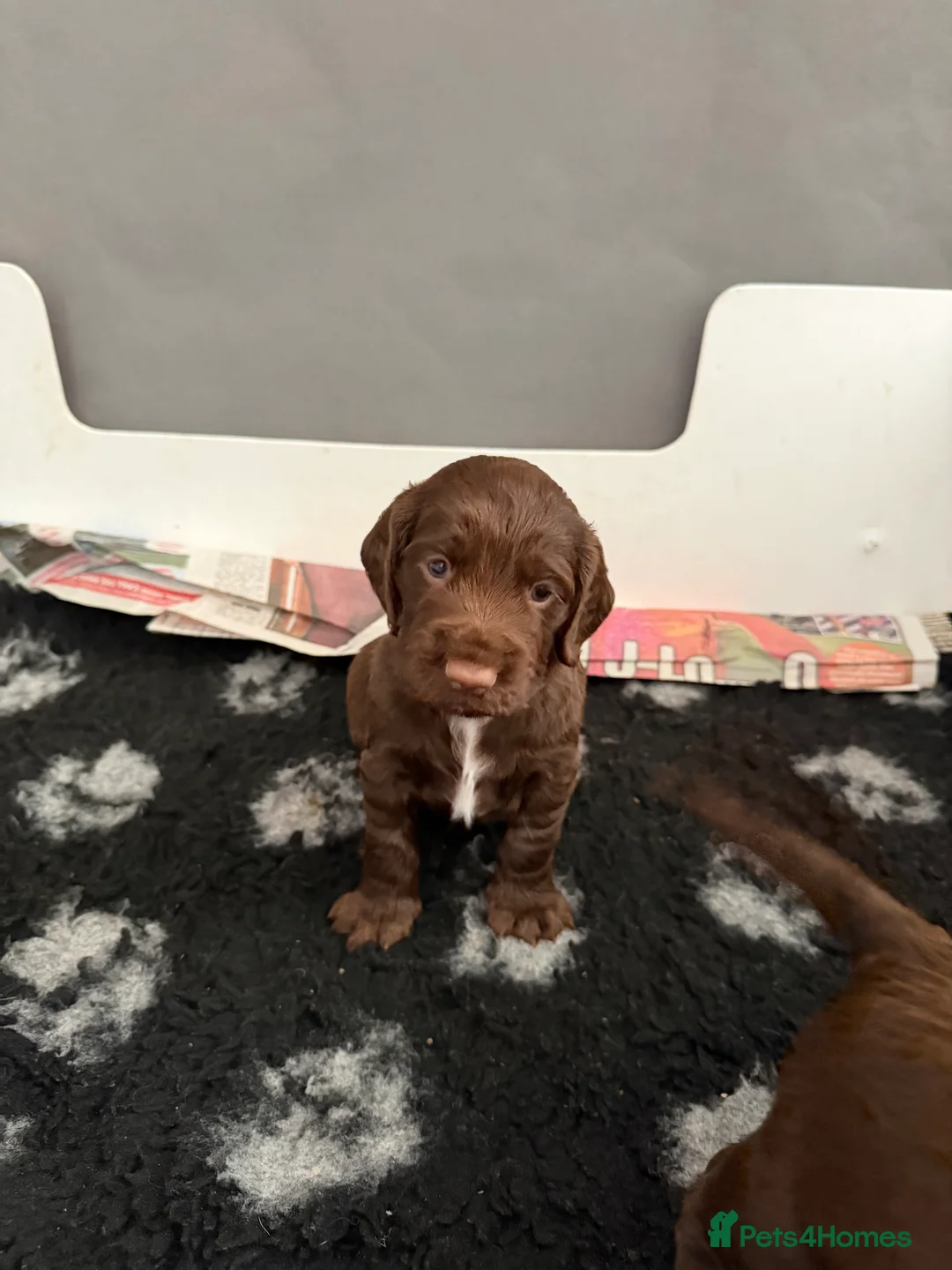 Cocker Spaniel dogs for sale: 3 BEAUTIFUL WORKING COCKER SPANIEL BOYS - Advert 8