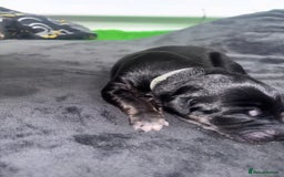 Mixed Breed dogs for sale: Saluki Bull Grey Puppies  - Image 20