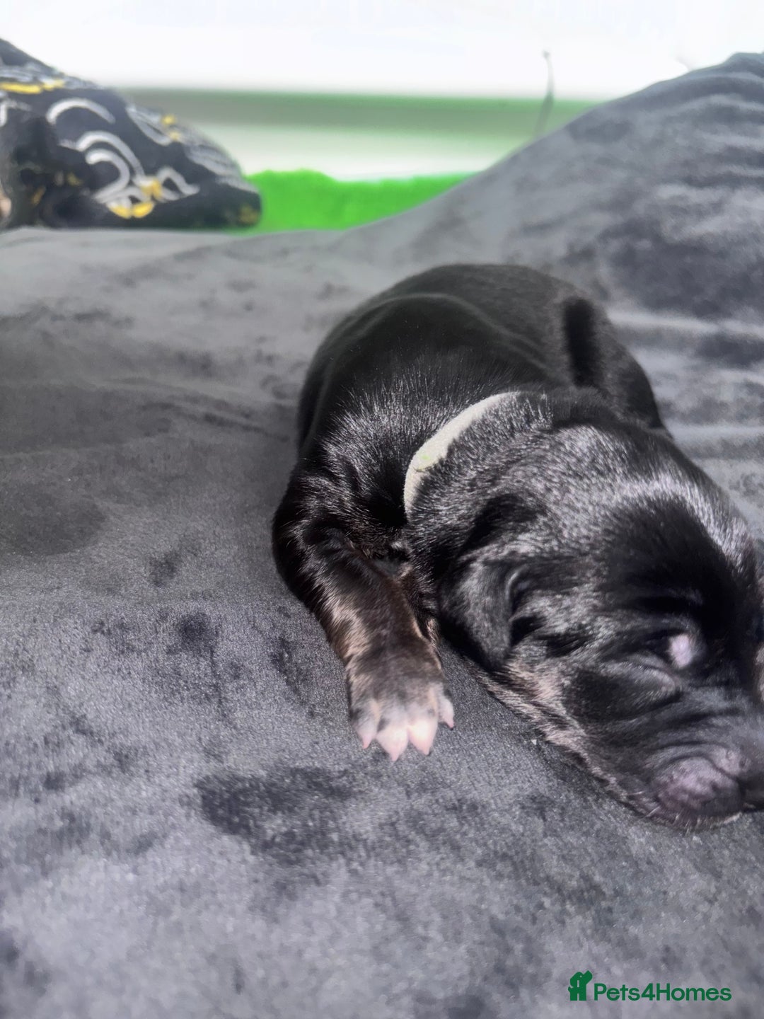 Mixed Breed dogs for sale: Saluki Bull Grey Puppies  - Image 20