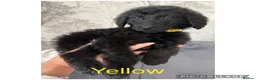 Labradoodle dogs for sale: Ready now rare silver f1bb standard labradoodles  - Advert 5
