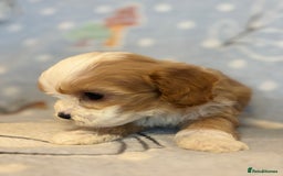 Cavapoo dogs for sale: Beautiful cavapoo pups from family home  - Advert 24