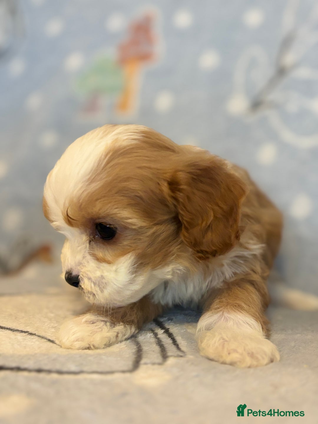 Cavapoo dogs for sale: Beautiful cavapoo pups from family home  - Advert 24