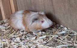 Mini Lop rabbits for sale: beautiful mini lops ready for new homes  - Image 2