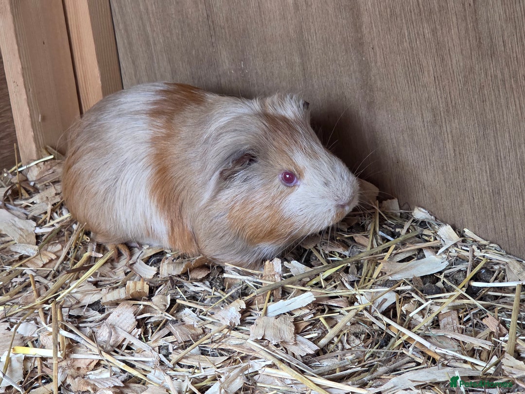 Mini Lop rabbits for sale: beautiful mini lops ready for new homes  - Image 2