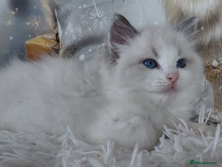 Ragdoll cats 💕BEAUTIFUL TICA REGISTERED RAGDOLLS KITTENS💕 - Advert 4