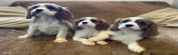 Cavalier King Charles Spaniel dogs for sale: Beautiful Cavalier King Charles Spaniel puppies - Advert 3
