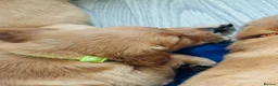 Golden Retriever dogs for sale: Golden retriever puppies (7)  in Barton-upon-Humber - Advert 12