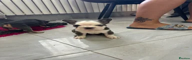 French Bulldog 3 reserved