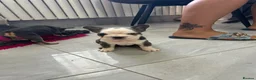 French Bulldog dogs for sale: French bulldog puppies  - Advert 1