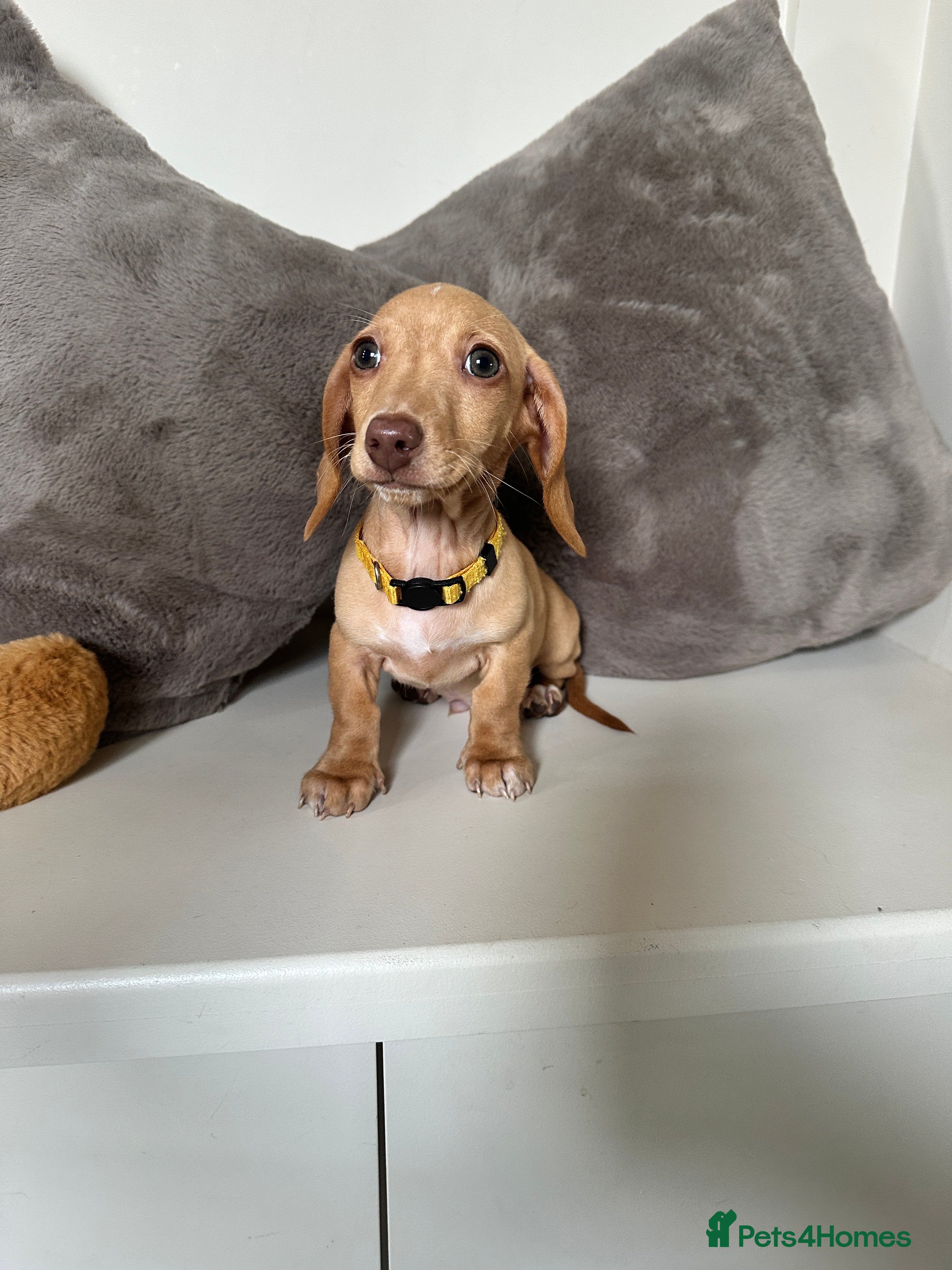 Miniature Dachshund dogs KC miniature dachshunds READY TO LEAVE last boy  - Advert 10