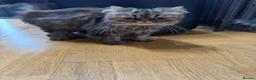 Mixed Breed cats for sale: 5 mixed breed kittens  - Advert 1