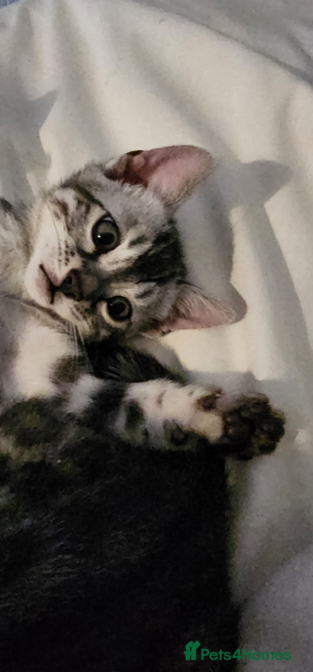 Bengal cats for sale: Beautiful Silver Bengal kittens - Advert 4