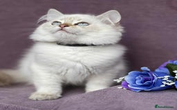British Shorthair cats for sale: OPEN TO OFFERS TICA registered BSH kittens - Image 30