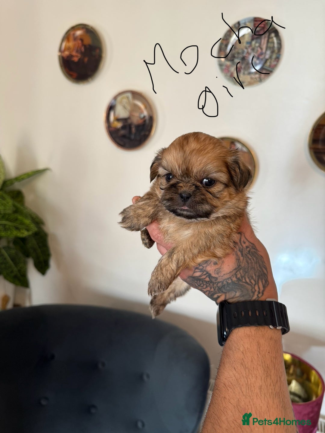 Shih Tzu dogs for sale: Shih Tzu - Image 7