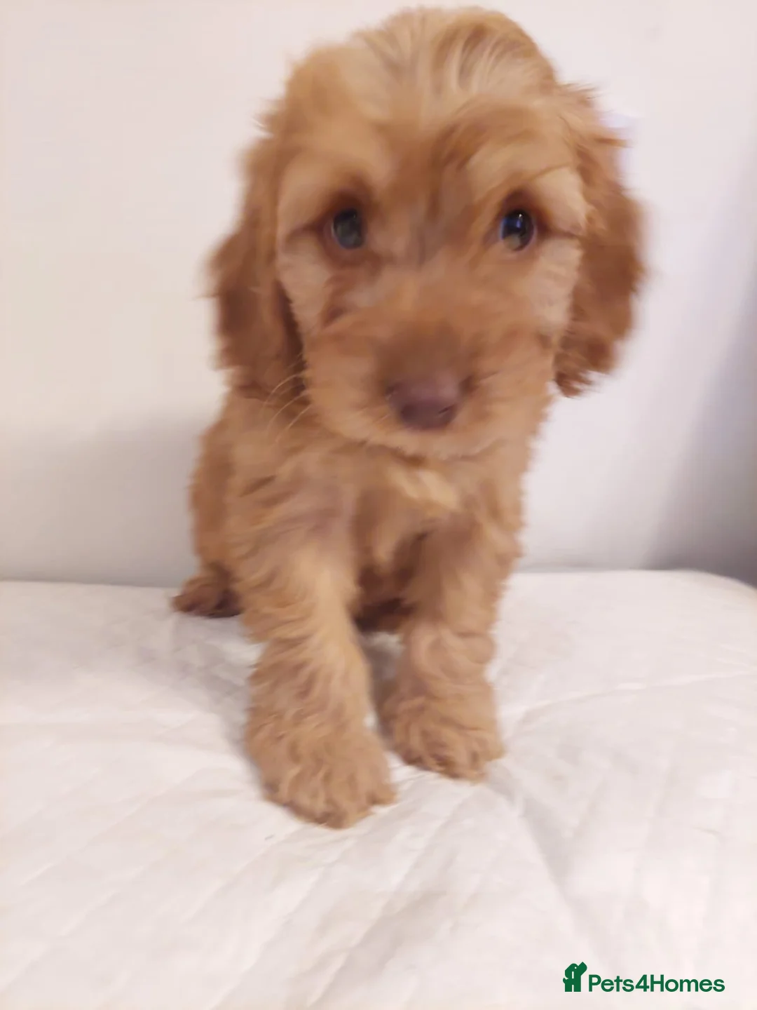 Cockapoo dogs for sale: Beautiful Cockapoo  - Advert 1