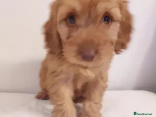 Cockapoo dogs Beautiful Cockapoo - Advert 4