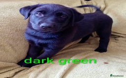 Mixed Breed dogs for sale: Beautiful puppies for sale  - Image 3