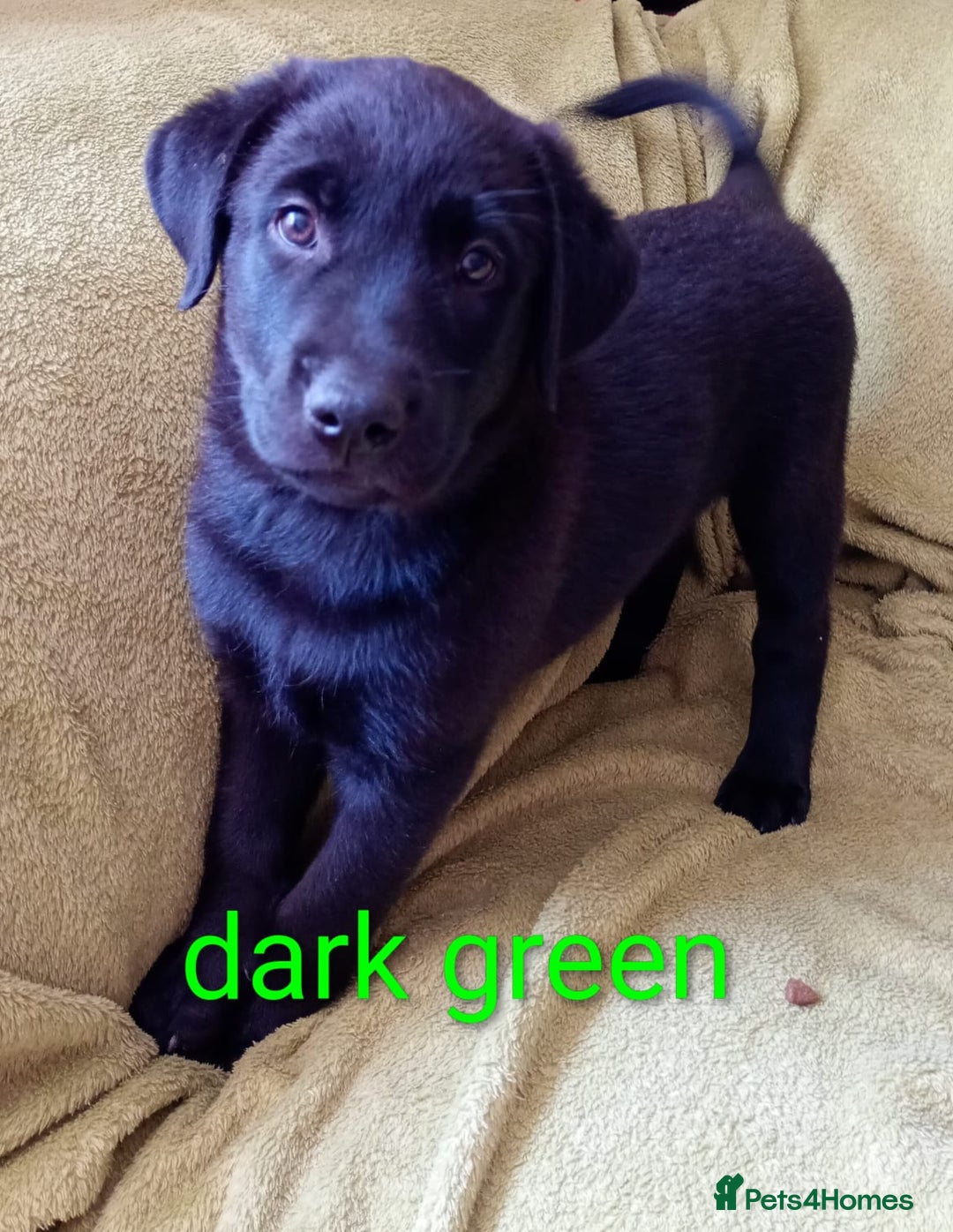 Mixed Breed dogs for sale: Beautiful puppies for sale  - Image 3
