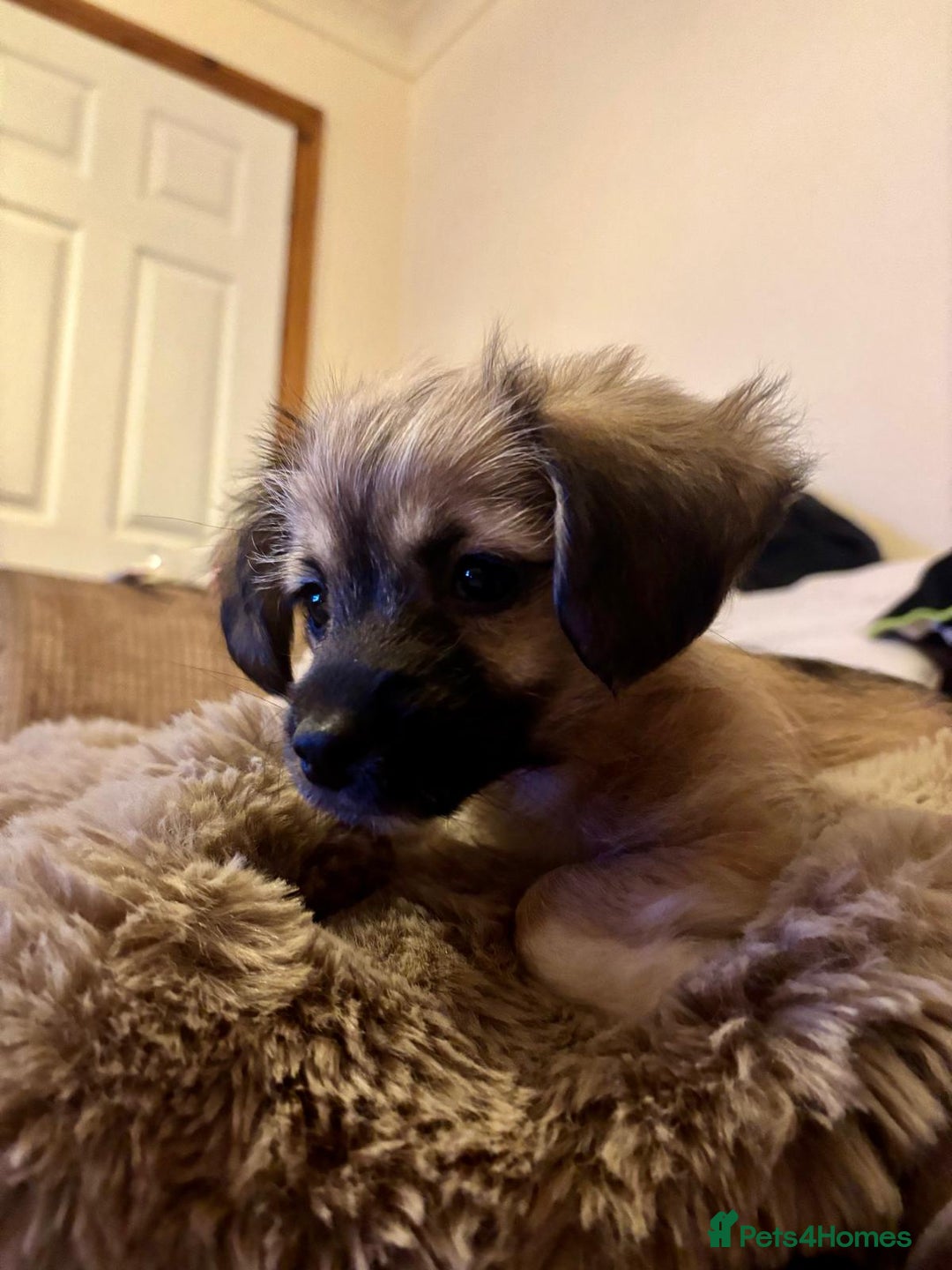 Pomchi dogs for sale: Beautiful chihuahua girl - Advert 13