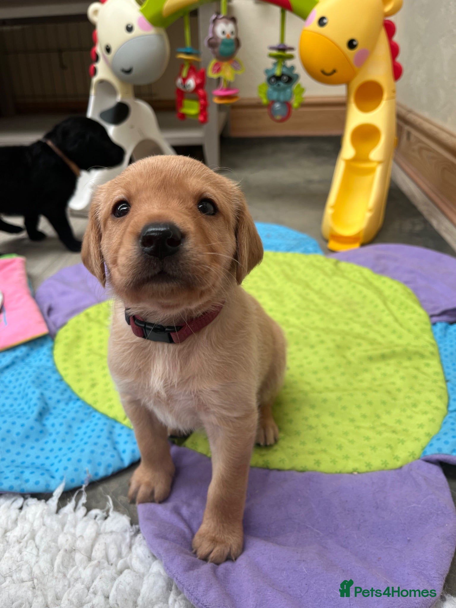 Labrador Retriever dogs Puppy Culture Raised 🐶 Health Tested - Advert 12