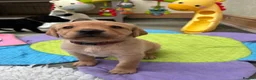 Labrador Retriever dogs for sale: Puppy Culture Raised 🐶 Health Tested - Advert 1