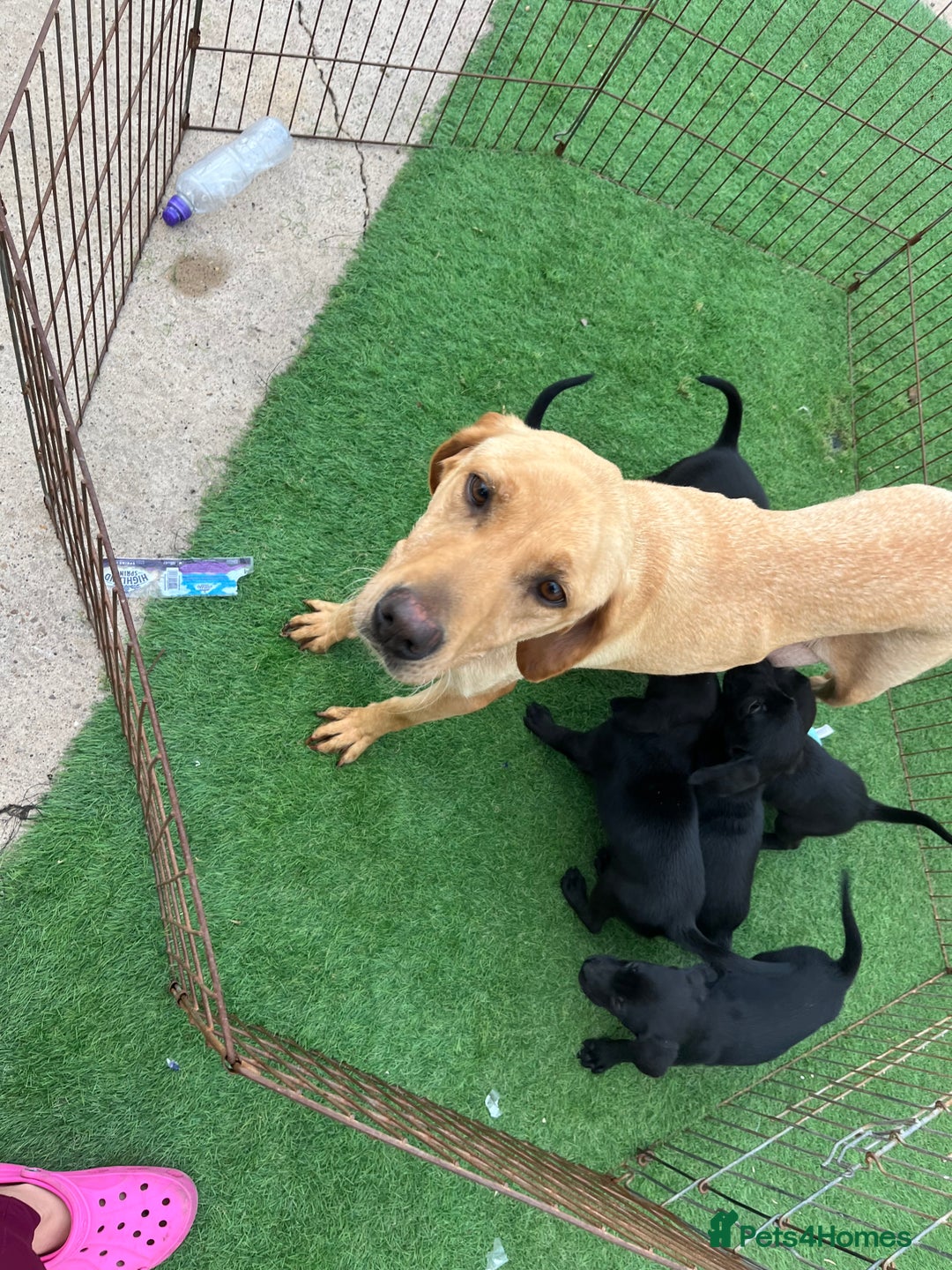Labrador Retriever dogs for sale: Two black Labrador puppies left  - Image 5