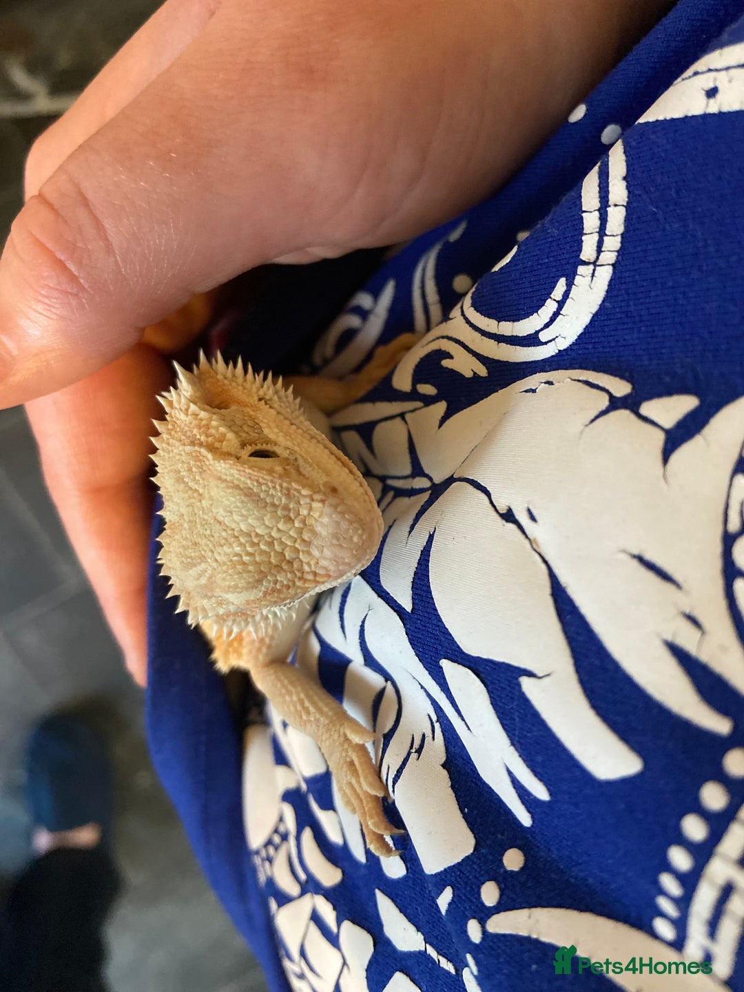 Bearded Dragon reptiles for sale: Female hypo baby bearded dragon - Image 4