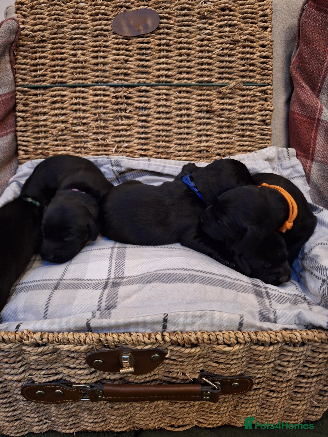 Cockerdor dogs for sale: stunning cockerdors (1left)🐶 5⭐️ licensed breeder - Advert 18