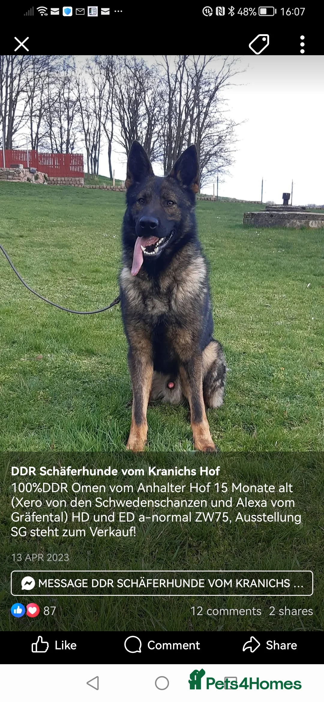 German Shepherd dogs for sale: German Shepherd Working line puppies in Falmouth - Advert 5