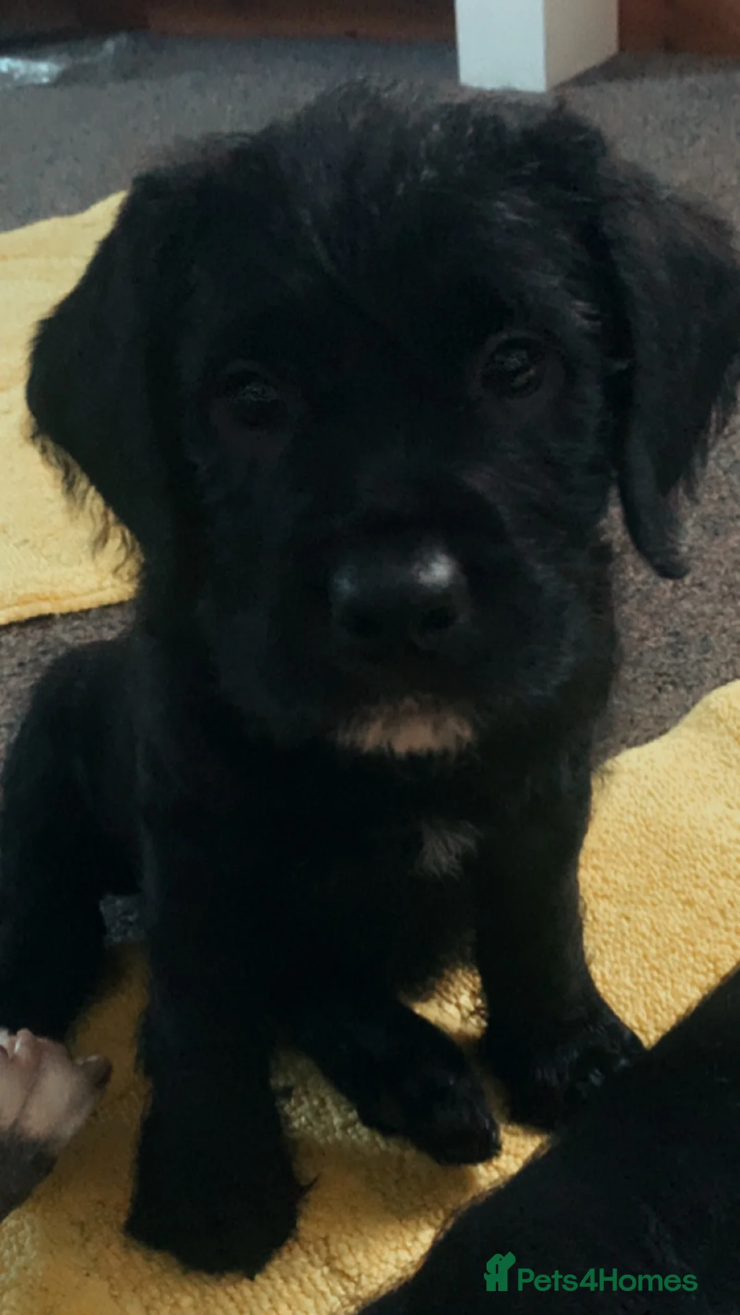 Mixed Breed dogs for sale: Cocker bulls - Advert 2