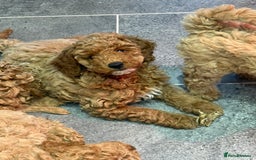 Miniature Poodle dogs for sale: Miniature poodle puppies ready now  - Image 8