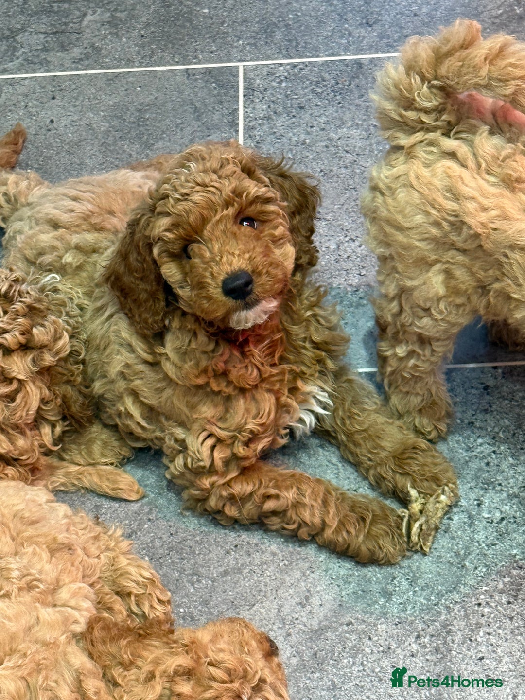 Miniature Poodle dogs for sale: Miniature poodle puppies ready now  - Image 8