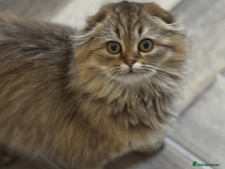 Scottish Fold cats Kittens - Advert 1