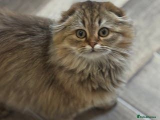 Scottish Fold cats Kittens - Advert 12
