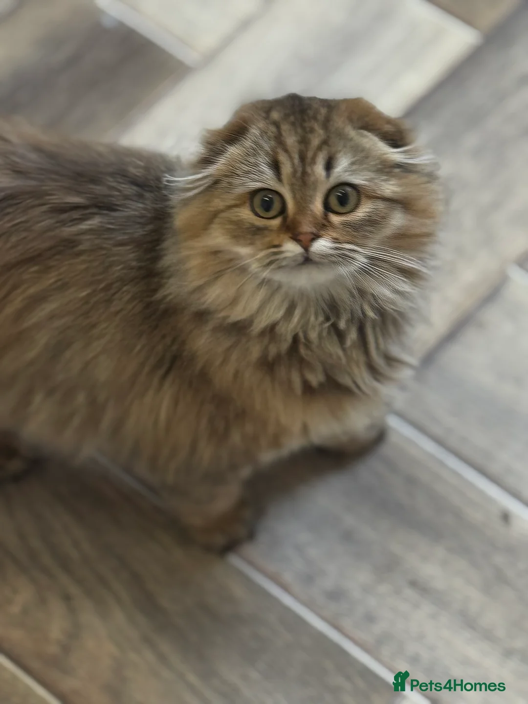 Scottish Fold cats for sale: Kittens  - Advert 1