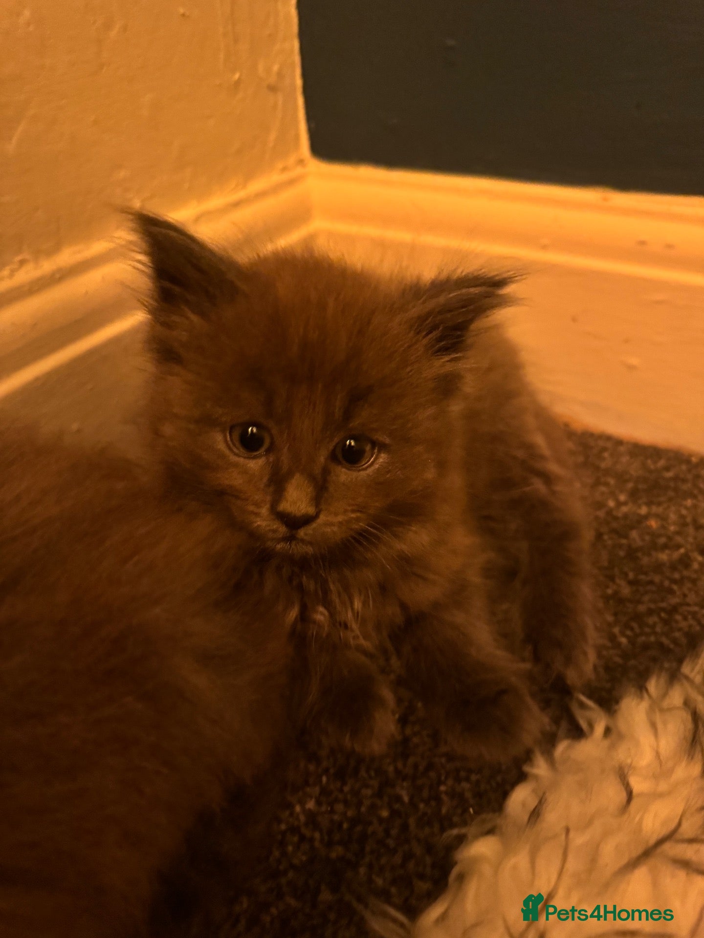 Ragcoon cats 🩵2 Beautiful Ragcoon Kittens Ready To Leave Now🩷 - Advert 1