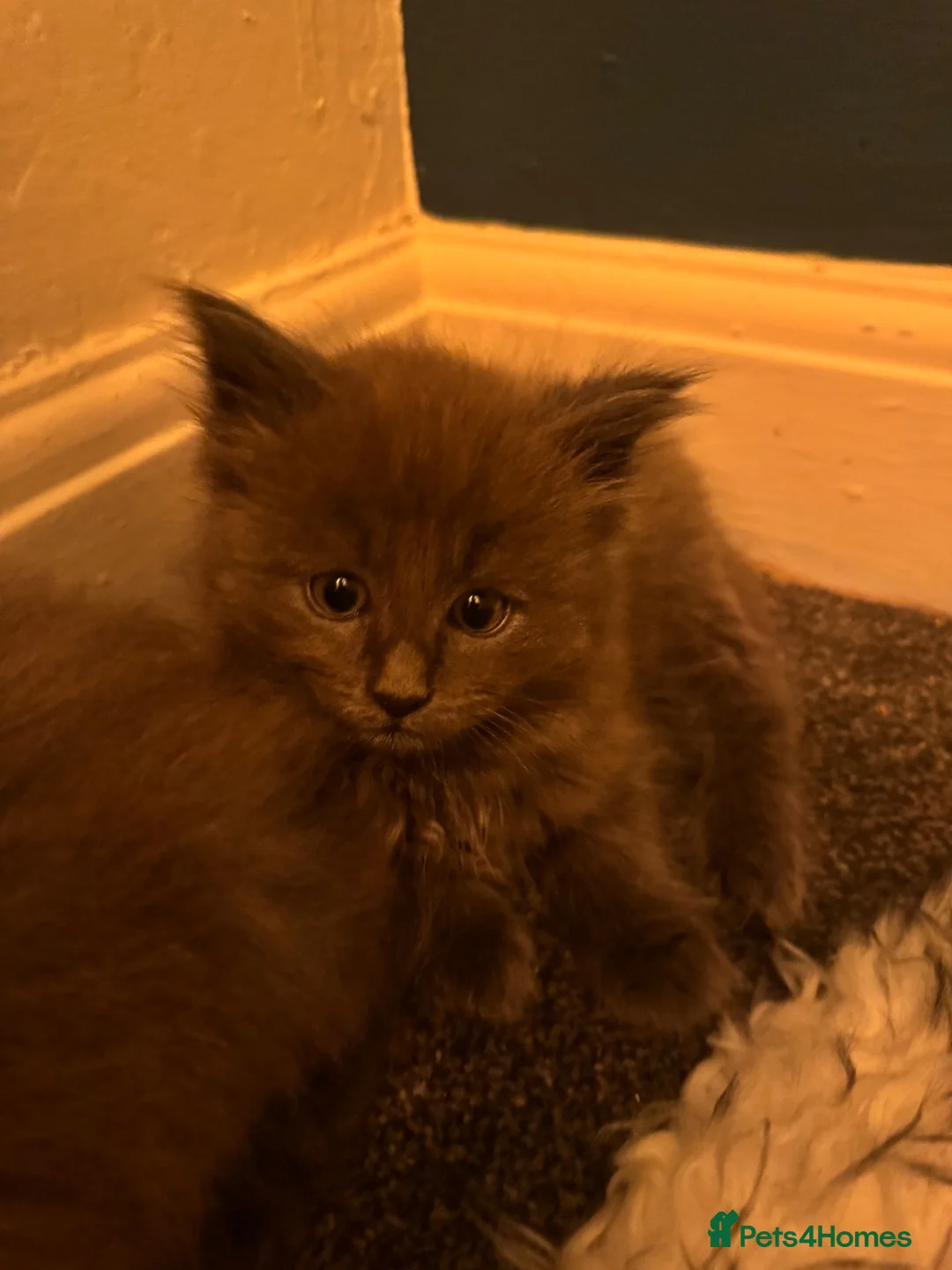 Ragcoon cats for sale: 🩵2 Beautiful Ragcoon Kittens Ready To Leave Now🩷 - Advert 1