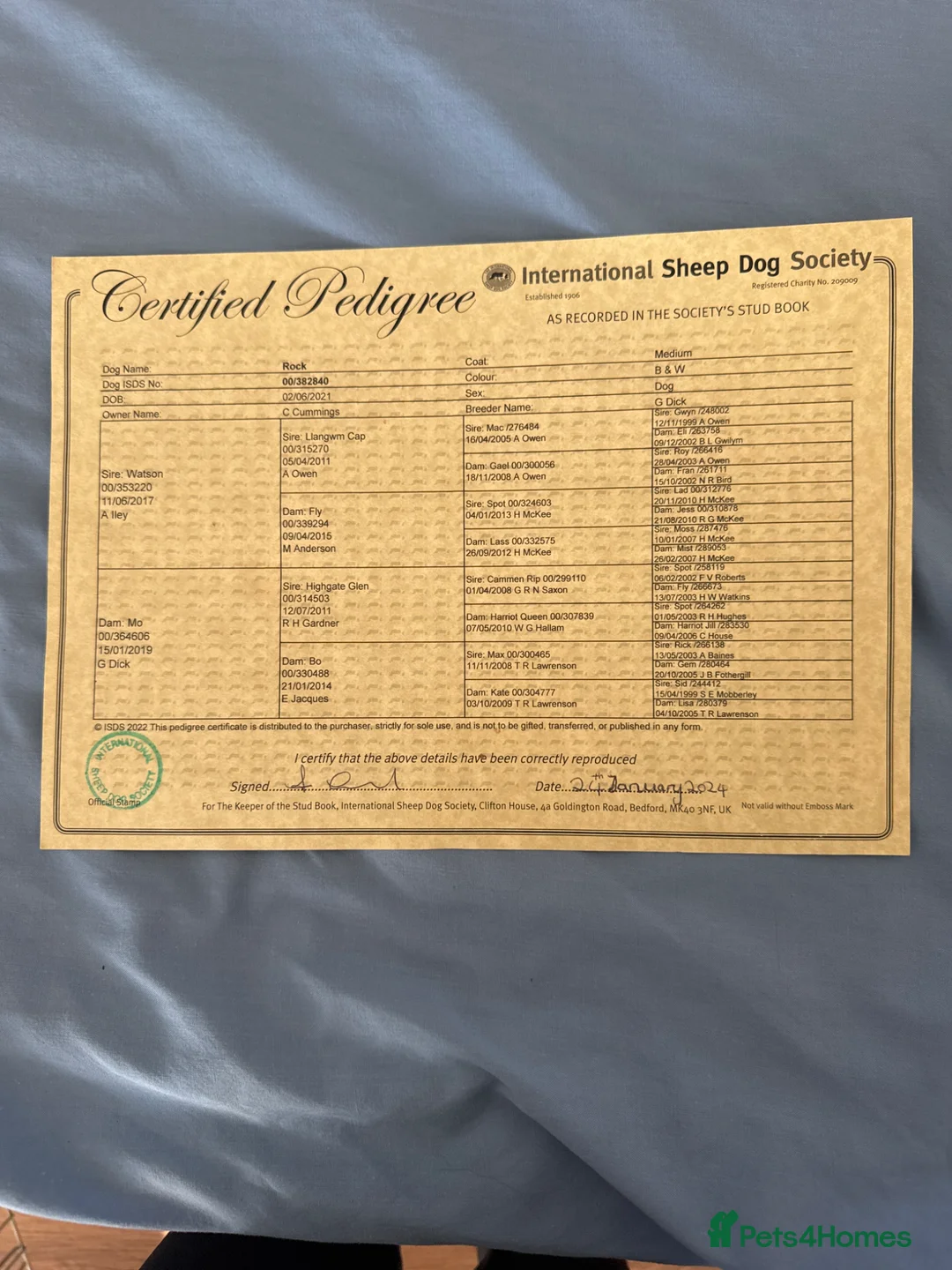 Border Collie dogs for stud: Rock  in Glenrothes - Advert 2