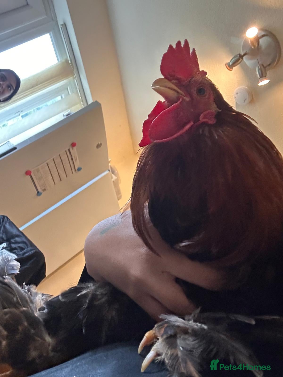 Budgerigars birds ROOSTER CHICKEN FOR FREE! - Advert 1