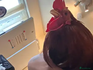 Budgerigars birds ROOSTER CHICKEN FOR FREE! - Advert 1