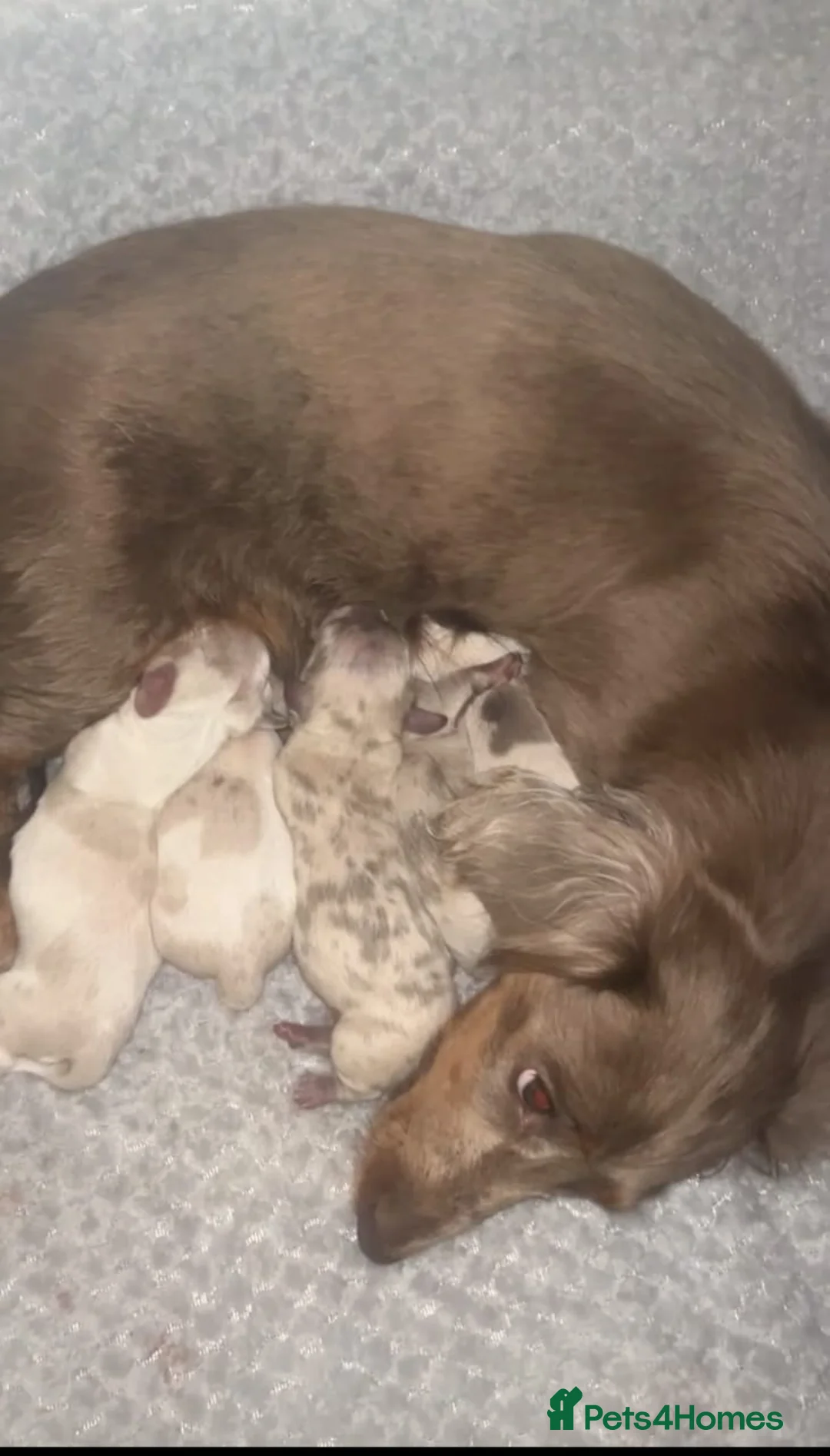 Miniature Dachshund dogs for sale:  Rare Isabella Dapples & Piebalds puppies in Leeds - Advert 10