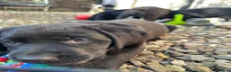 Labrador Retriever dogs for sale: Curious and playful Black Labrador Puppies in Crieff - Advert 16