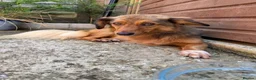 Mixed Breed dogs for sale: 3-Legged Nelly Fostered in Hampshire - Advert 6