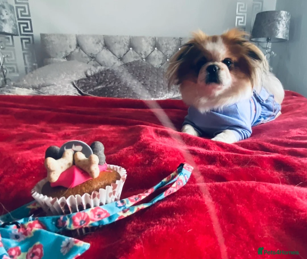 Pekingese dogs for stud: Our Pekingese “Chicka” Seeking Stud Dog 💕🐾 - Advert 2
