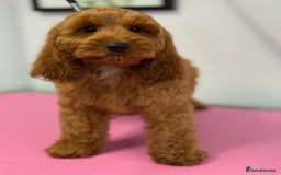 Cockapoo dogs for sale: F1 Show Cockapoo red Girl fully vaccinated  - Image 3