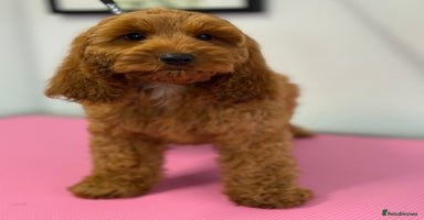 Cockapoo dogs - Advert 5