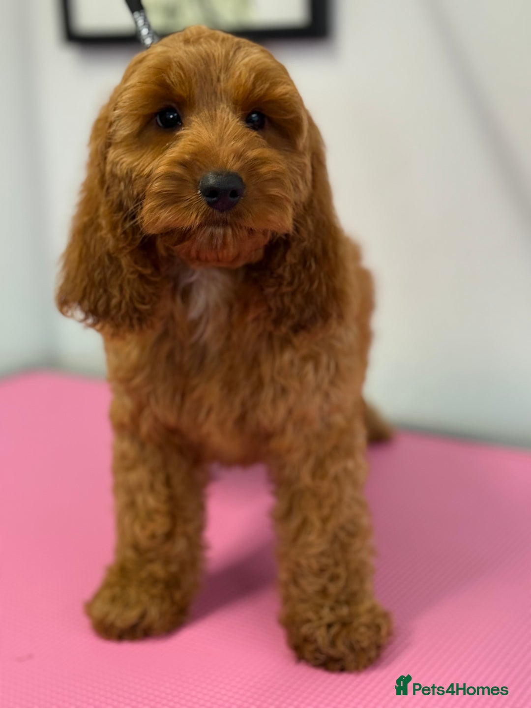 Cockapoo dogs for sale: F1 Show Cockapoo red Girl fully vaccinated  - Image 3