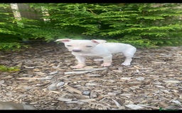 Italian Greyhound dogs for sale: Italian greyhound puppies - Image 19